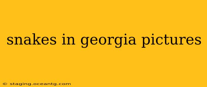 snakes in georgia pictures