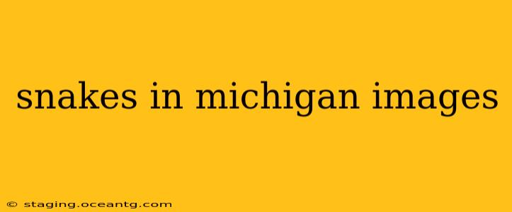 snakes in michigan images