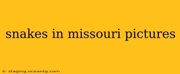 snakes in missouri pictures
