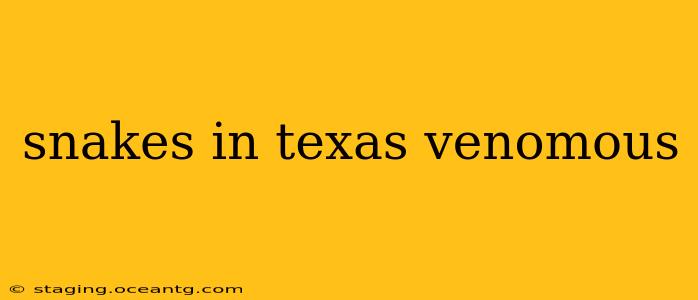 snakes in texas venomous