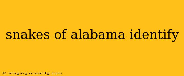 snakes of alabama identify