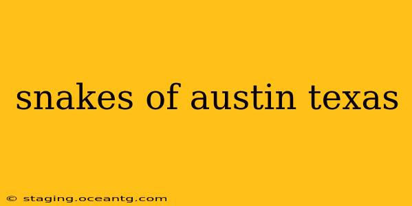 snakes of austin texas