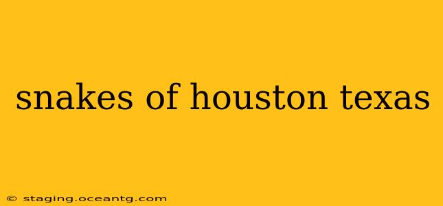 snakes of houston texas
