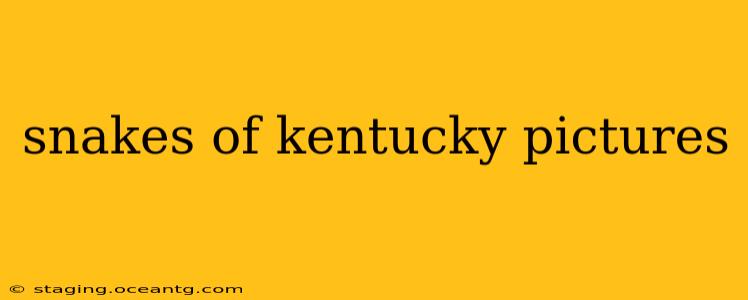 snakes of kentucky pictures