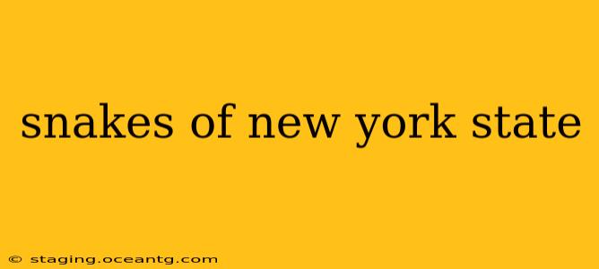 snakes of new york state