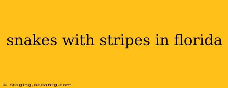 snakes with stripes in florida