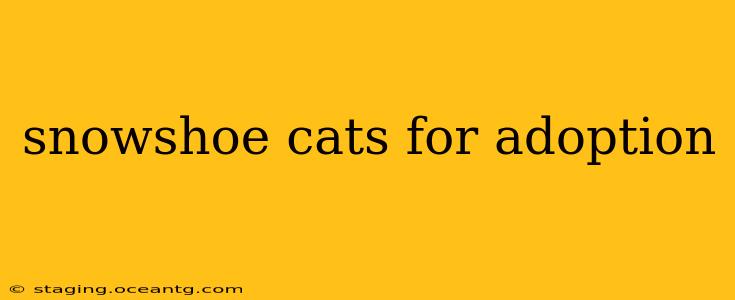 snowshoe cats for adoption