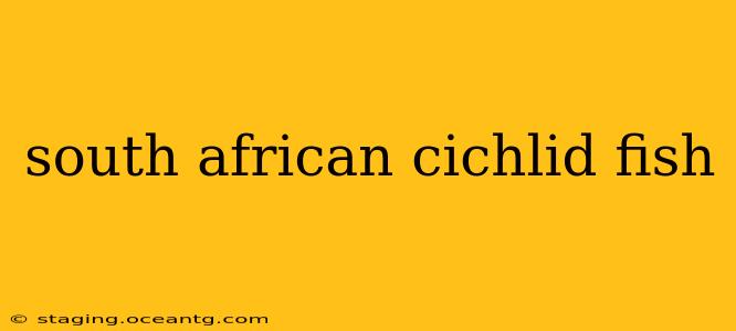 south african cichlid fish