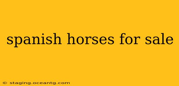 spanish horses for sale