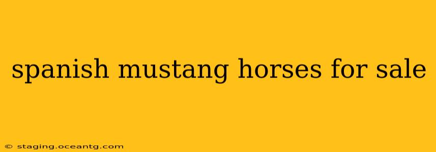 spanish mustang horses for sale