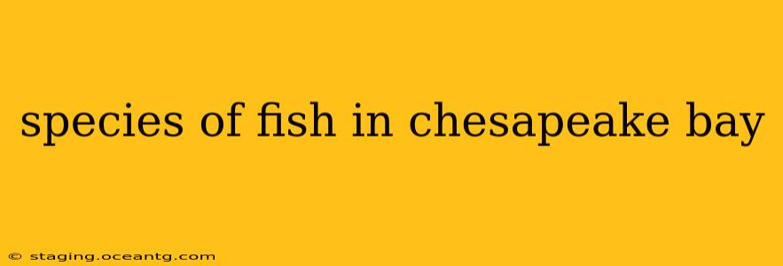 species of fish in chesapeake bay