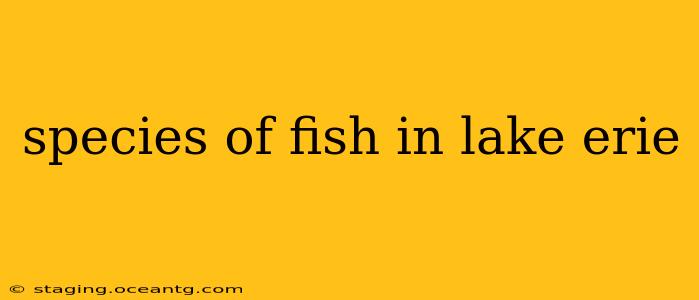 species of fish in lake erie