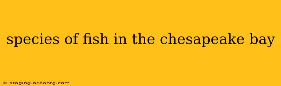 species of fish in the chesapeake bay