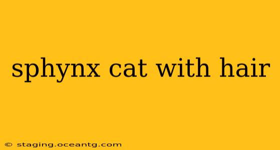 sphynx cat with hair