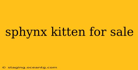 sphynx kitten for sale
