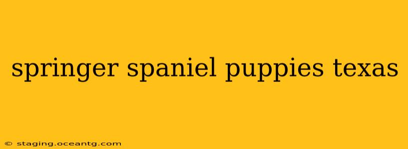 springer spaniel puppies texas