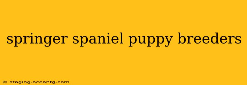 springer spaniel puppy breeders