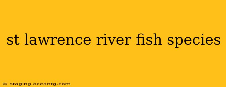 st lawrence river fish species