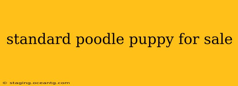 standard poodle puppy for sale