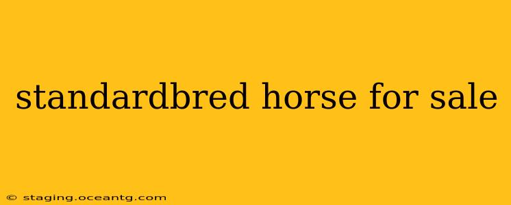 standardbred horse for sale