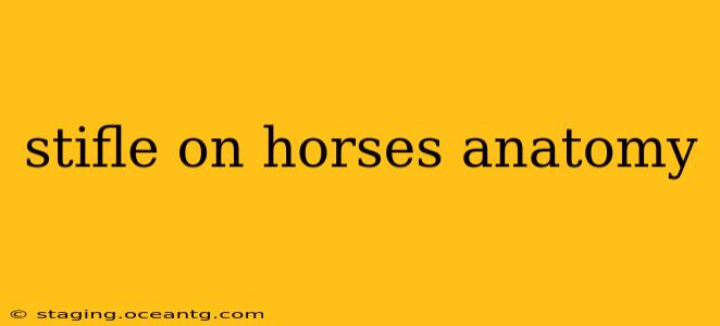 stifle on horses anatomy