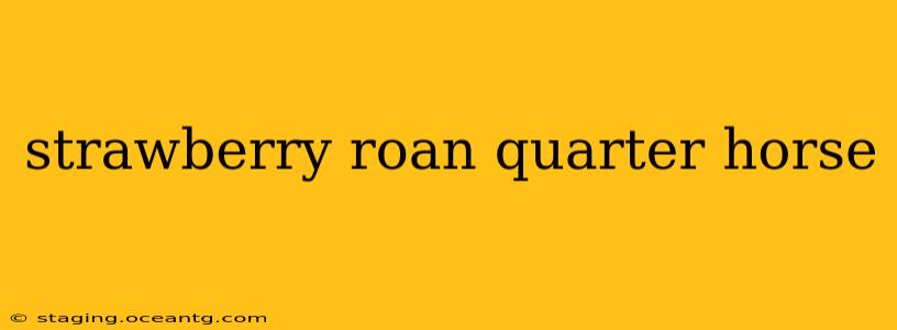 strawberry roan quarter horse