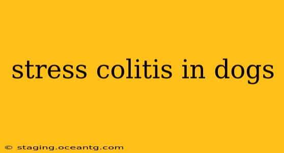 stress colitis in dogs