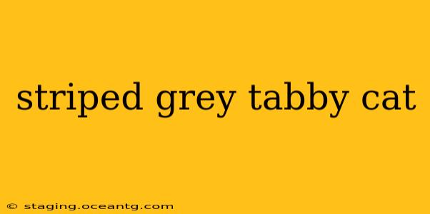 striped grey tabby cat