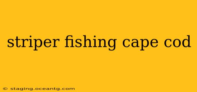 striper fishing cape cod