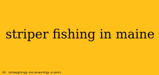 striper fishing in maine