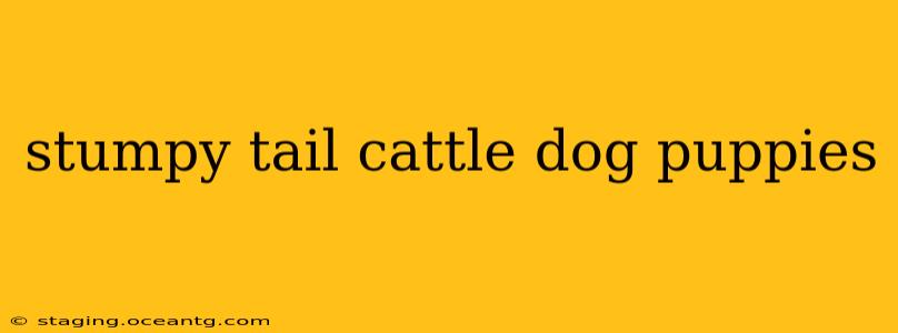 stumpy tail cattle dog puppies