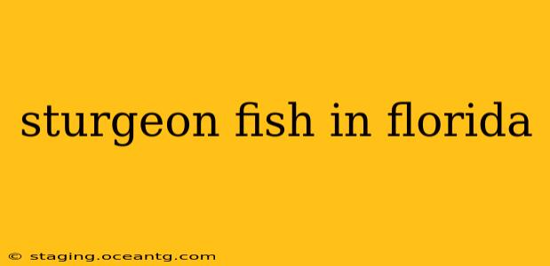 sturgeon fish in florida