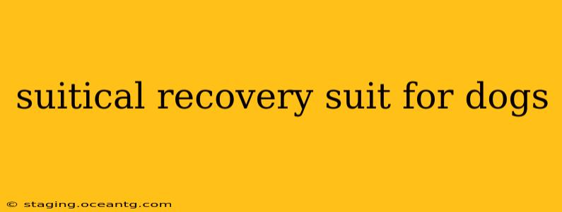suitical recovery suit for dogs