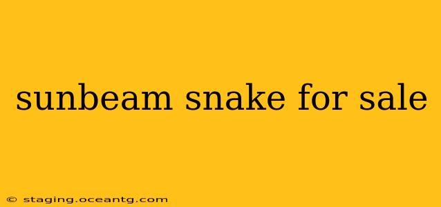 sunbeam snake for sale