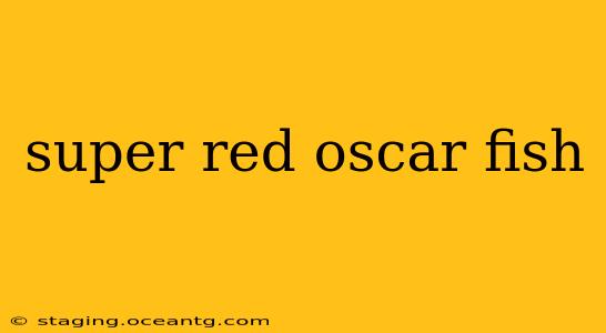 super red oscar fish