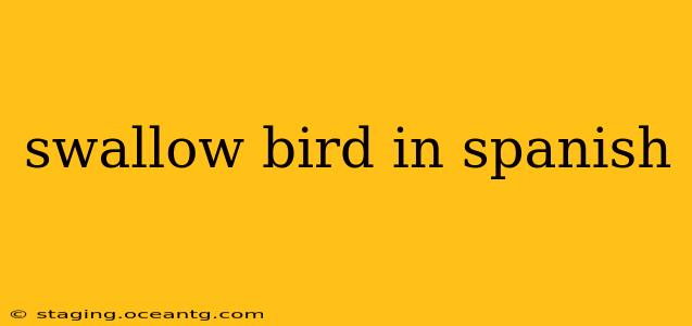 swallow bird in spanish