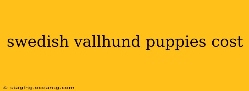 swedish vallhund puppies cost