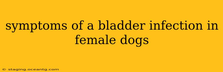 symptoms of a bladder infection in female dogs