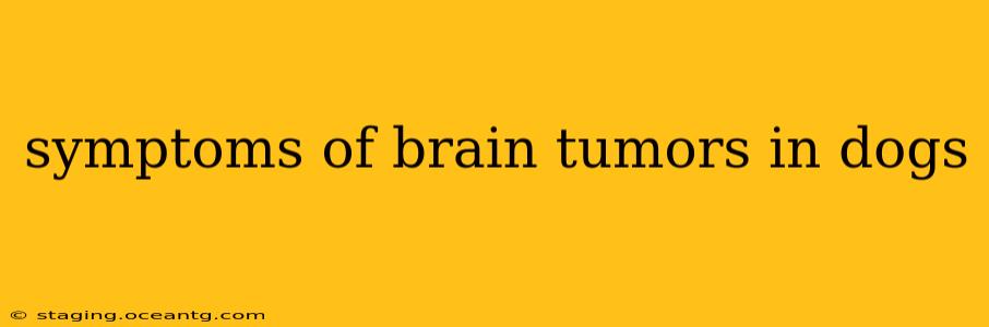 symptoms of brain tumors in dogs
