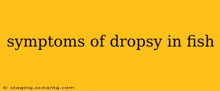symptoms of dropsy in fish