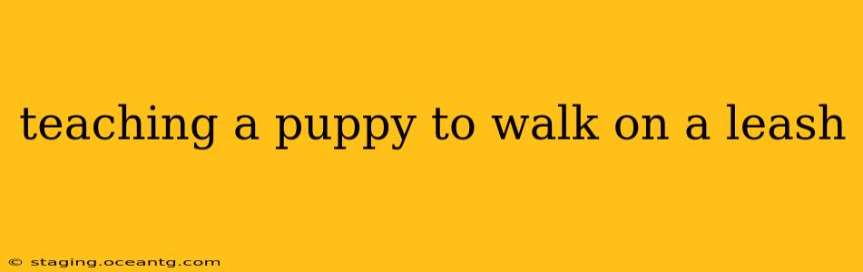 teaching a puppy to walk on a leash
