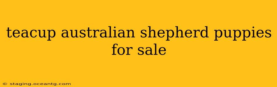 teacup australian shepherd puppies for sale