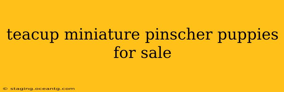 teacup miniature pinscher puppies for sale