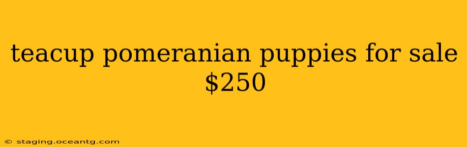 teacup pomeranian puppies for sale $250
