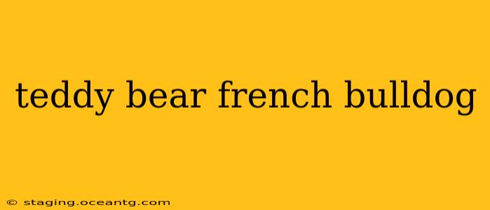 teddy bear french bulldog