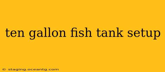 ten gallon fish tank setup