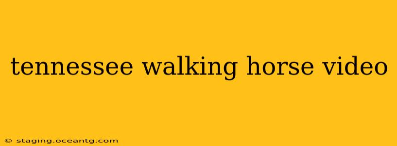tennessee walking horse video