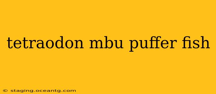 tetraodon mbu puffer fish
