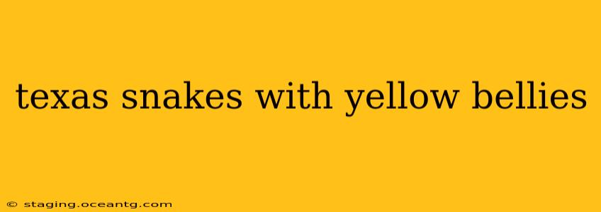 texas snakes with yellow bellies