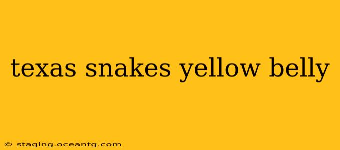 texas snakes yellow belly